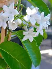 Stephanotis floribunda kaufen