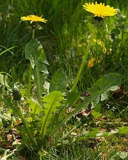 Taraxacum officinale, Löwenzahn