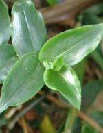 Purpurblättrige Dreimasterblume - Tradescantia spathacea