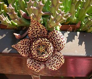 Stapelia variegata, Ordensstern