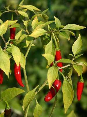 Paprika: Capsicum frutescens