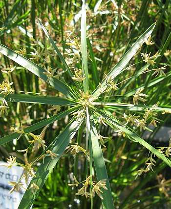 Zypergras, Cyperus alternifolius