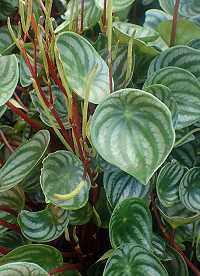 Peperomia argyreia (Synonym: P. arifolia var. sandersii)