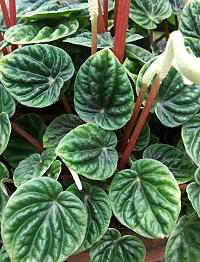 Peperomia caperata