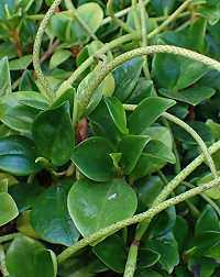 Peperomia glabella