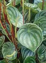 Peperomia argyreia