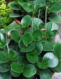 Peperomia obtusifolia, Synonym: P. magnoliifolia