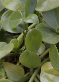 Peperomia scandens