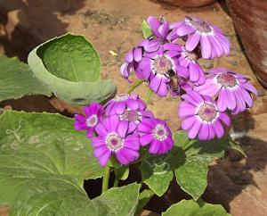 Pericallis x hybrida