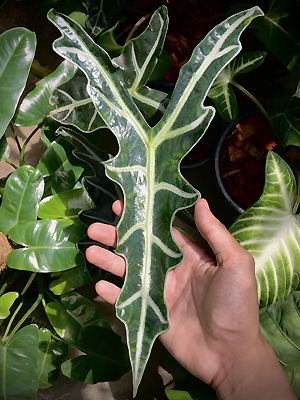 Alocasia sanderiana