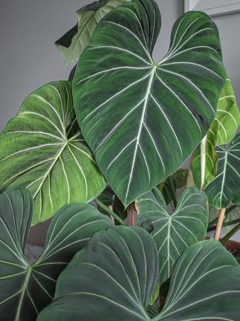 Philodendron gloriosum 