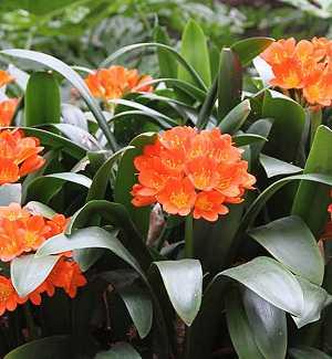 Clivia miniata