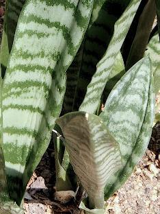 Sansevieria trifasciata