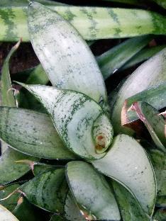 Sansevieria trifasciata Hahnii