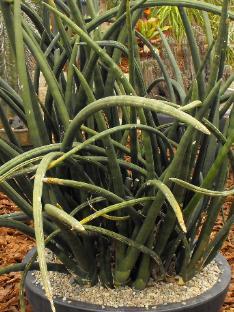 Sansevieria cylindrica