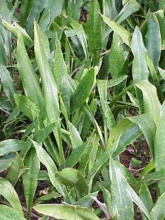 Sansevieria hyacinthoides