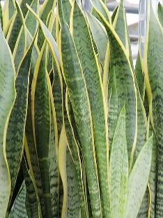 Sansevieria trifasciata Laurentii