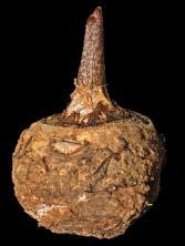 Knolle der Sauromatum 