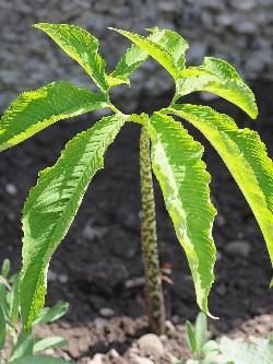 Sauromatum venosum, Eidechsenwurz