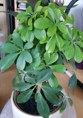 Schefflera neu ausgetrieben