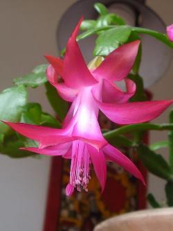 Schlumbergera russelliana