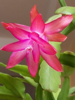 Schlumbergera truncata