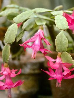 Schlumbergera X buckleyi