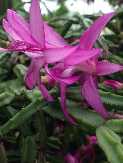 Schlumbergera × exotica 