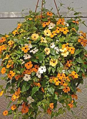 Thunbergia