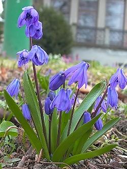 Scilla siberica