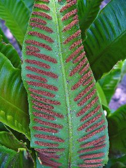 Scolopendrium vulgare- Zum vergrößern klicken Scolopendrium vulgare