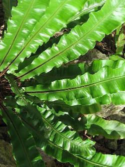 Scolopendrium vulgare - Zum vergrößern klicken Scolopendrium vulgare