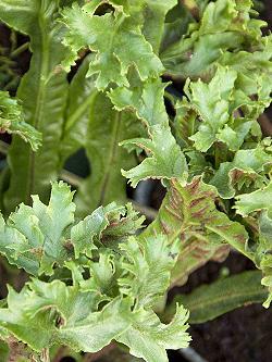 Asplenium scolopendrium
 'Cristatum'