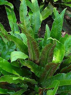 Scolopendrium vulgare- Zum vergrößern klicken Scolopendrium vulgare