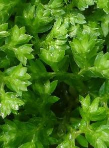 Selaginella apoda