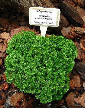 Selaginella apoda