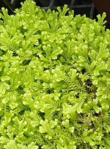 Selaginella kraussiana