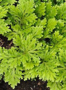 Selaginella apoda