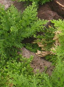 Selaginella pallescens