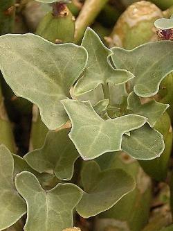 Senecio articulatus