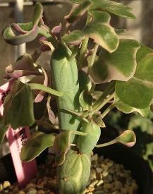 Greiskraut - Senecio articulatus