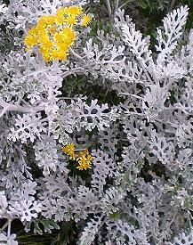 Senecio cruentus