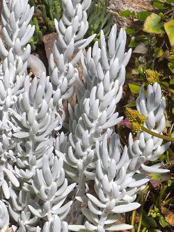 Senecio haworthii