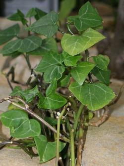 Senecio macroglossus