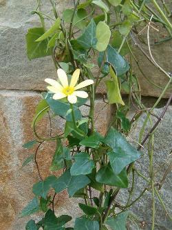 Senecio macroglossus