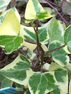 Senecio macroglossus Variegatum