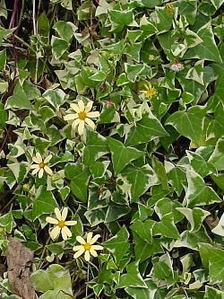 Senecio macroglossus