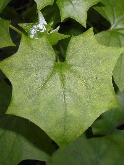 Senecio mikanioides