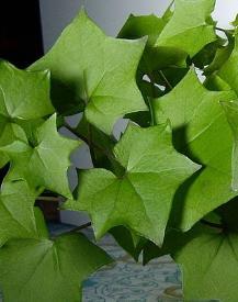 Senecio mikanioides