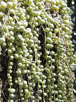 Senecio rowleyanus